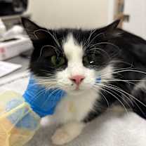 Thumbnail photo of Seal #2