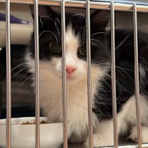 Thumbnail photo of Seal #3