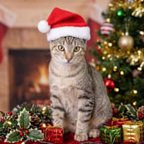 Thumbnail photo of Sushi #1