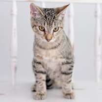 Thumbnail photo of Sushi #2