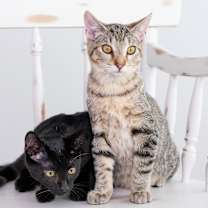 Thumbnail photo of Sushi #4