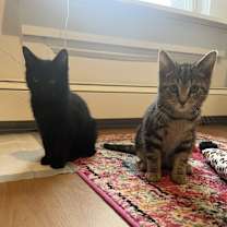 Thumbnail photo of Lightning #4