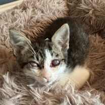 Thumbnail photo of Fallon #3