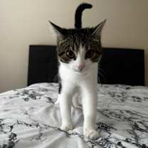 Thumbnail photo of Binks #3