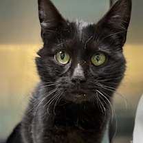 Thumbnail photo of Ash #1