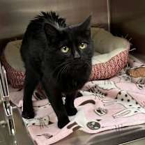 Thumbnail photo of Ash #2