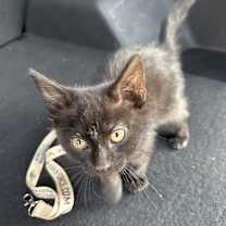 Thumbnail photo of Sage #1