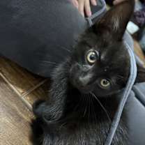 Thumbnail photo of Sage #2