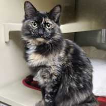 Thumbnail photo of Darla AND Tumble #1