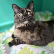 Thumbnail photo of Darla AND Tumble #2