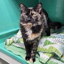 Thumbnail photo of Darla AND Tumble #3