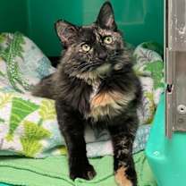 Thumbnail photo of Darla AND Tumble #4