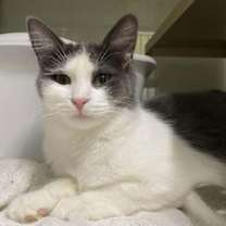 Thumbnail photo of Willow AND Casey #1