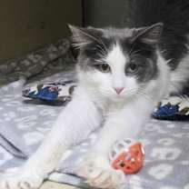 Thumbnail photo of Willow AND Casey #2