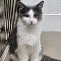 Thumbnail photo of Willow AND Casey #3