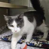 Thumbnail photo of Willow AND Casey #4