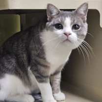 Thumbnail photo of Bandit AND Rocket #2