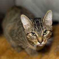 Thumbnail photo of Which Wich #4