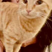 Thumbnail photo of Mucho and Lucho #2