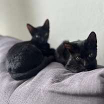 Thumbnail photo of Negrito & Carboncito #3