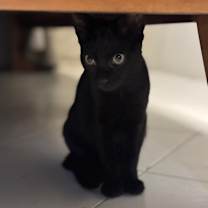 Thumbnail photo of Negrito & Carboncito #4