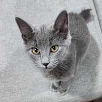 Thumbnail photo of Sheba #2