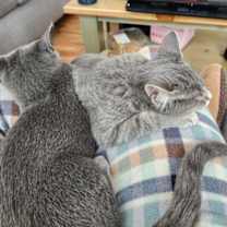 Thumbnail photo of Peanut #2