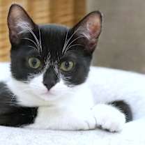 Thumbnail photo of Sammy #1