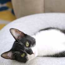 Thumbnail photo of Sammy #4