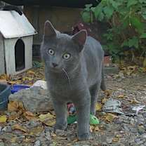 Thumbnail photo of kitten #4