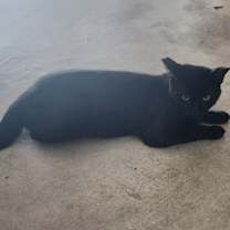 Thumbnail photo of Smokey #3