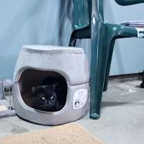 Thumbnail photo of Smokey #4