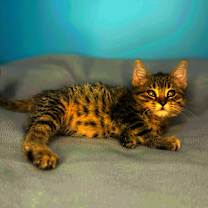 Thumbnail photo of Jingles  #4