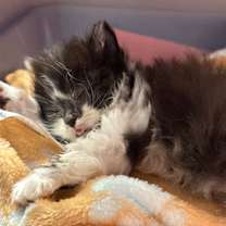 Thumbnail photo of Anzug #3