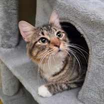 Thumbnail photo of Vegas #1