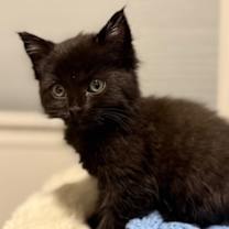 Thumbnail photo of Blizzard #1