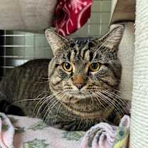 Thumbnail photo of Macho Man #1