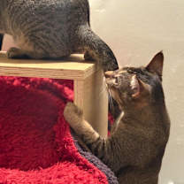 Thumbnail photo of Hailey #3