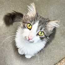 Thumbnail photo of Snickerdoodle #2