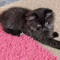 Thumbnail photo of Paula #2