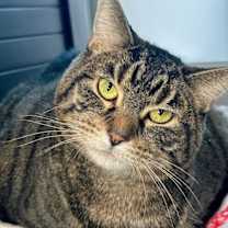 Thumbnail photo of Raja #1