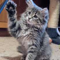 Thumbnail photo of Georgia #2