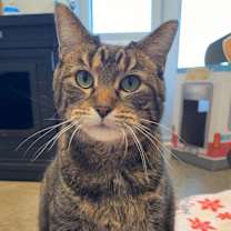 Thumbnail photo of Raja #2