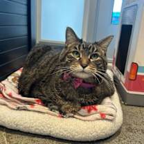 Thumbnail photo of Raja #3