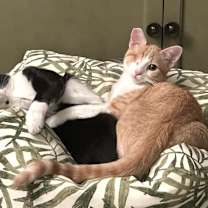 Thumbnail photo of Jack and Sammy #2