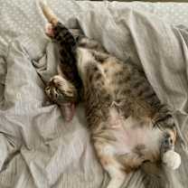 Thumbnail photo of Pennie #4