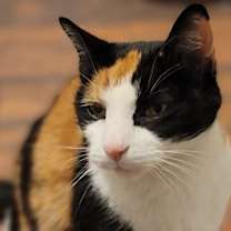 Thumbnail photo of Kipperkitty Copperkettle #1