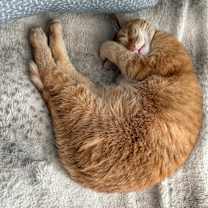 Thumbnail photo of Cino #4