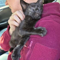 Thumbnail photo of Jackdaw - IN FOSTER #1