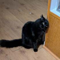 Thumbnail photo of Moxie #1